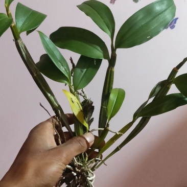 球花石斛