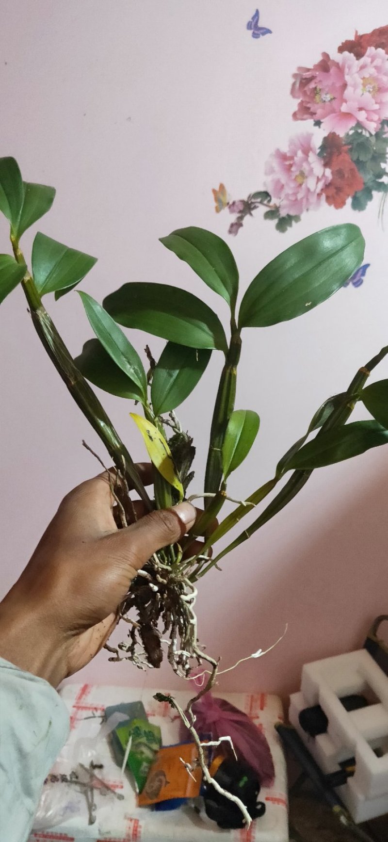 球花石斛