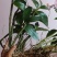 球花石斛