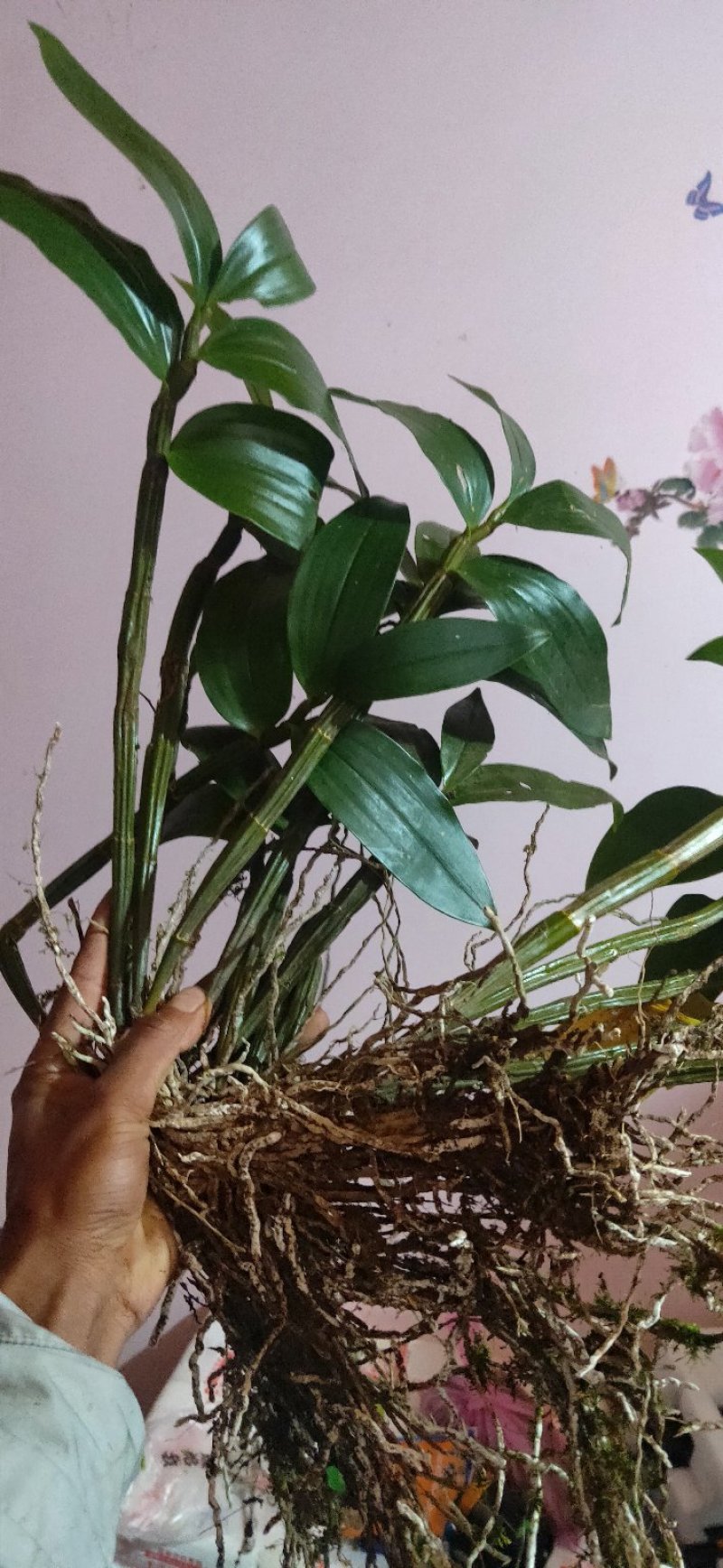 球花石斛