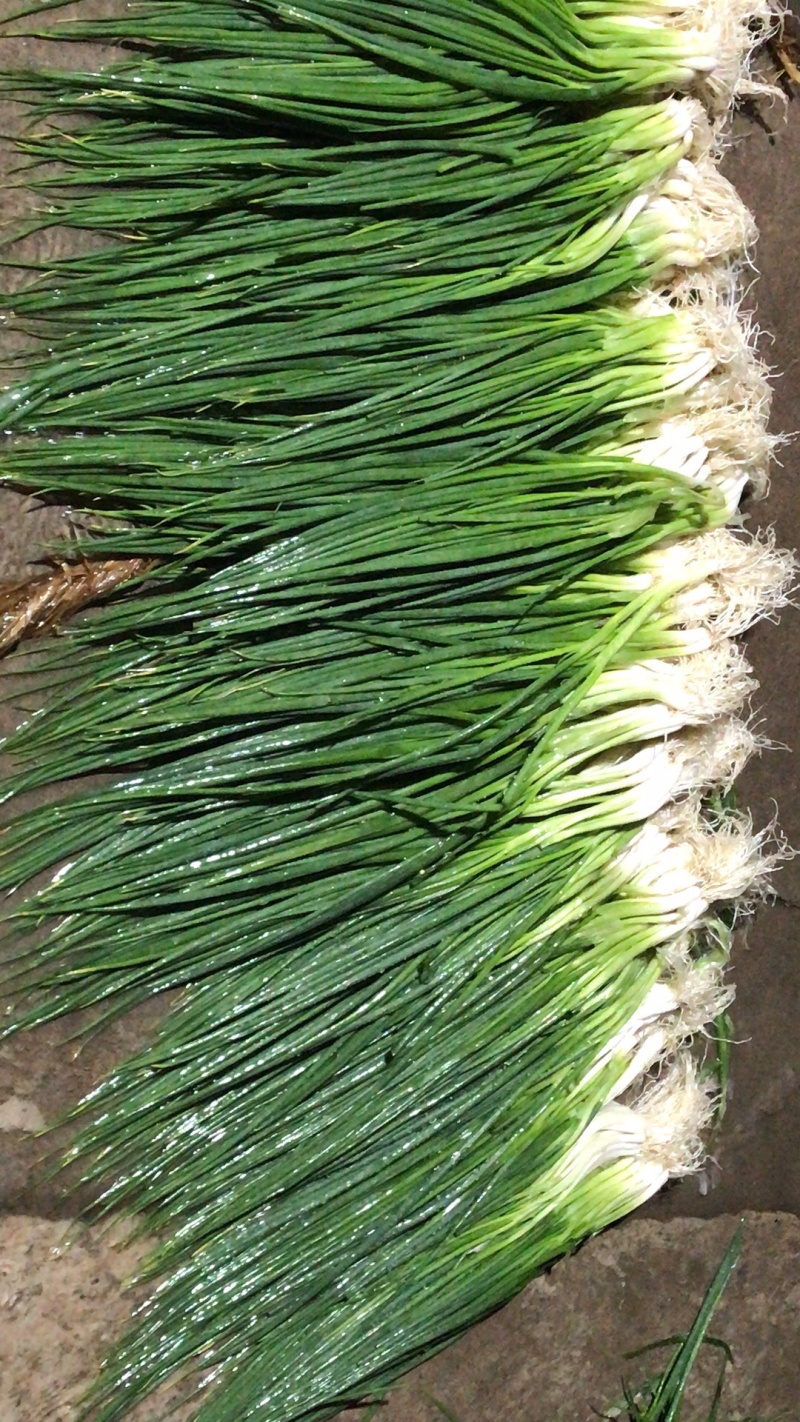 小香葱
