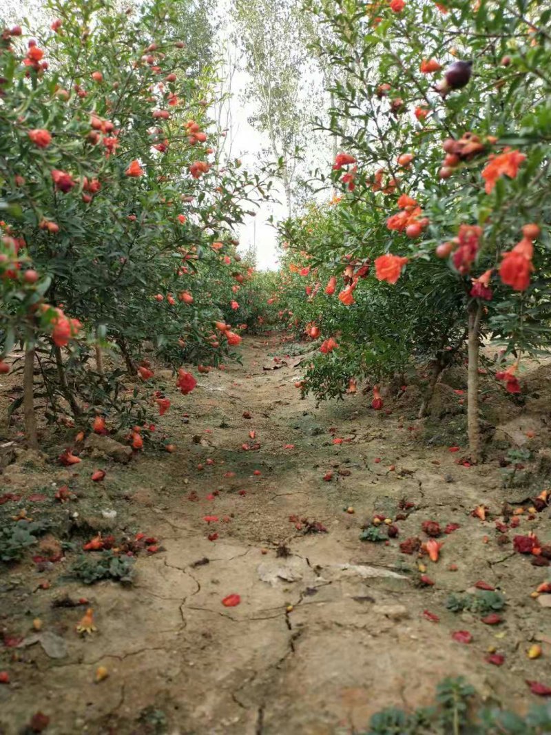 墨玉石榴树苗，观赏性石榴基地直发量大从优包成活放心苗