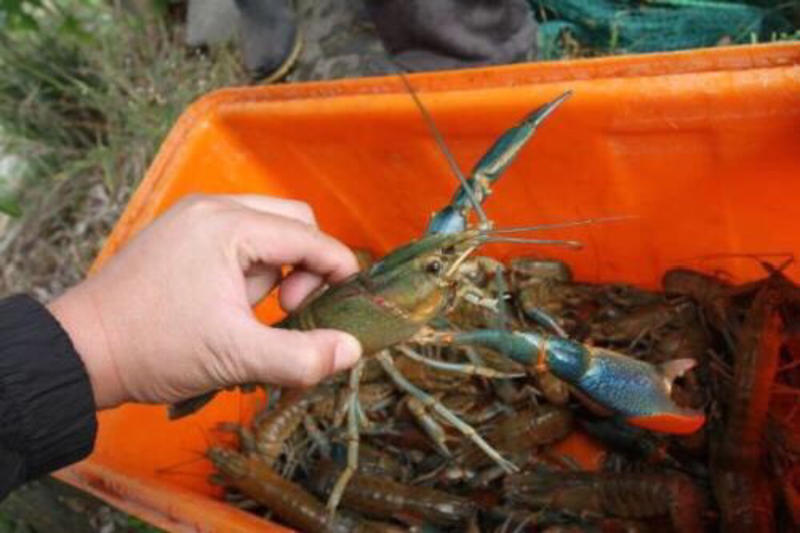 澳洲龙虾+淡水进口龙虾+技术指导+回收+基地直供批发