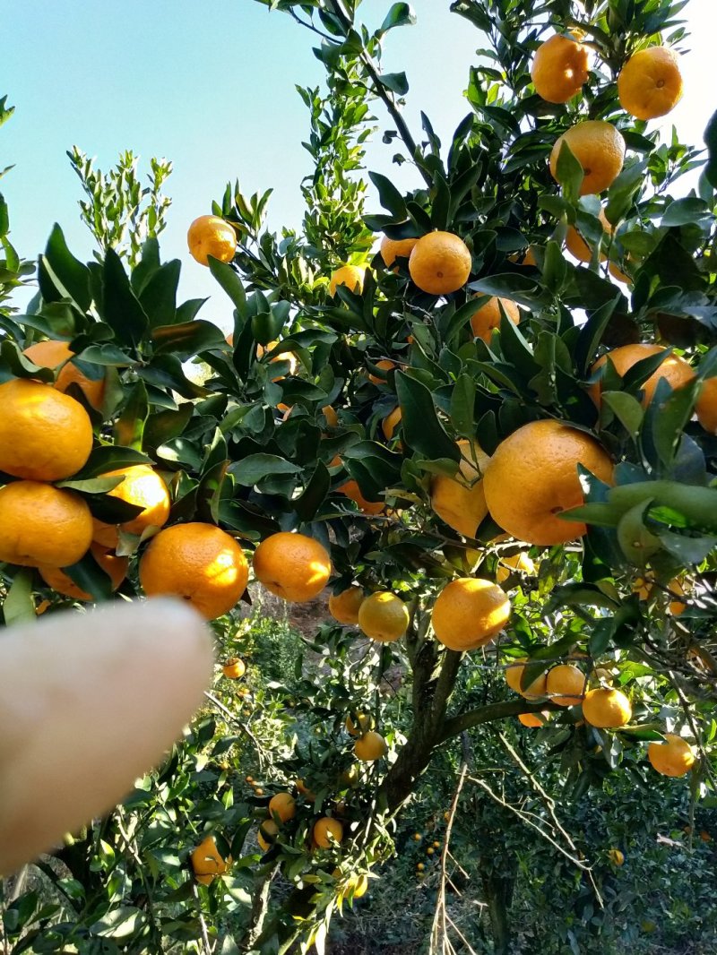 永春芦柑，产地直销价格便宜物美价廉。支持现场检测糖度。