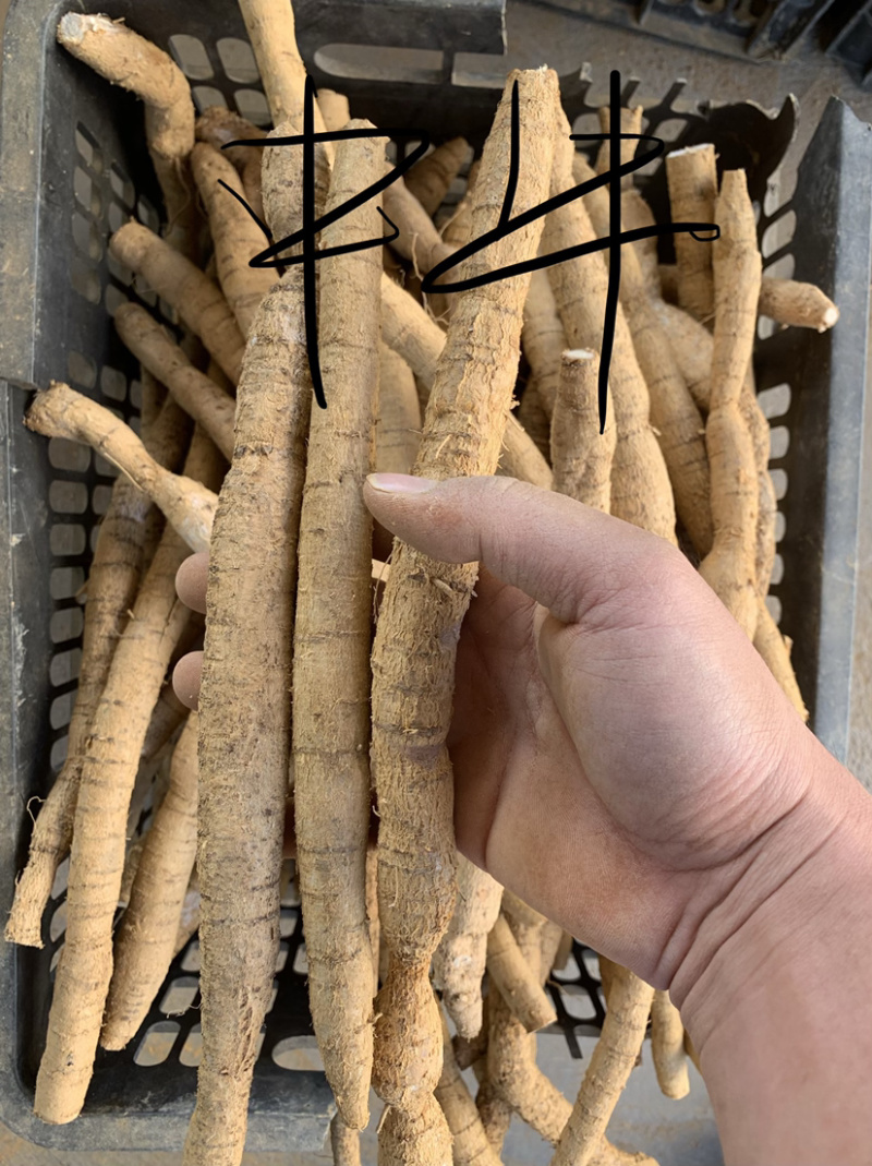 新鲜牛大力（长期供货）全粉质薯产地直销靓规格