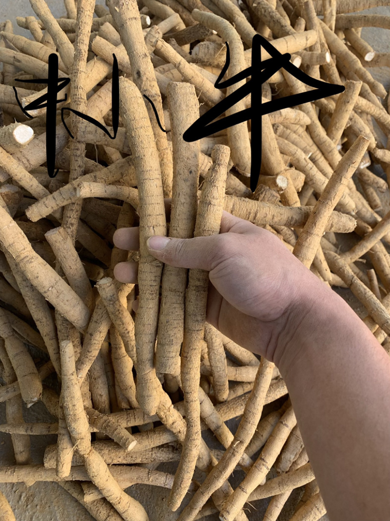 种植牛大力大薯，够大够靓。（大叶品种）