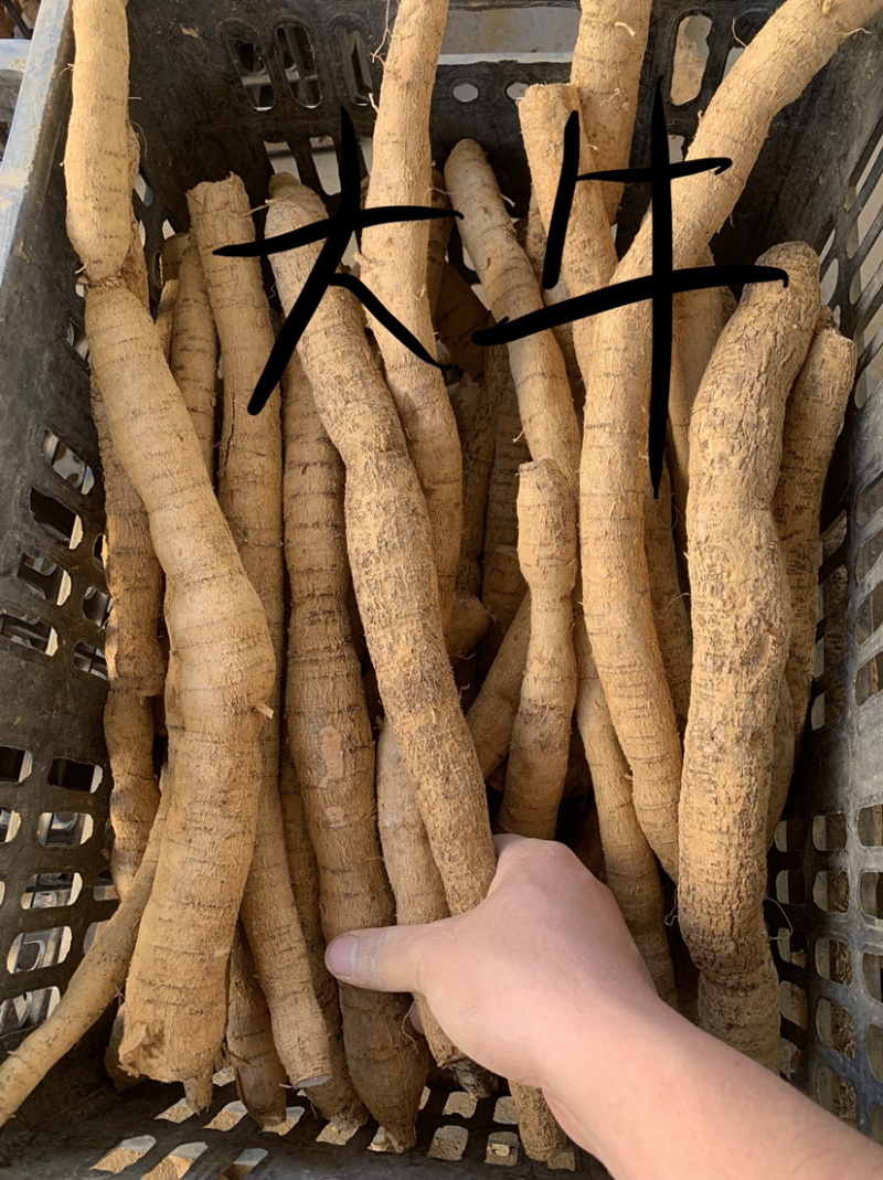 新鲜牛大力薯（长期供应）
