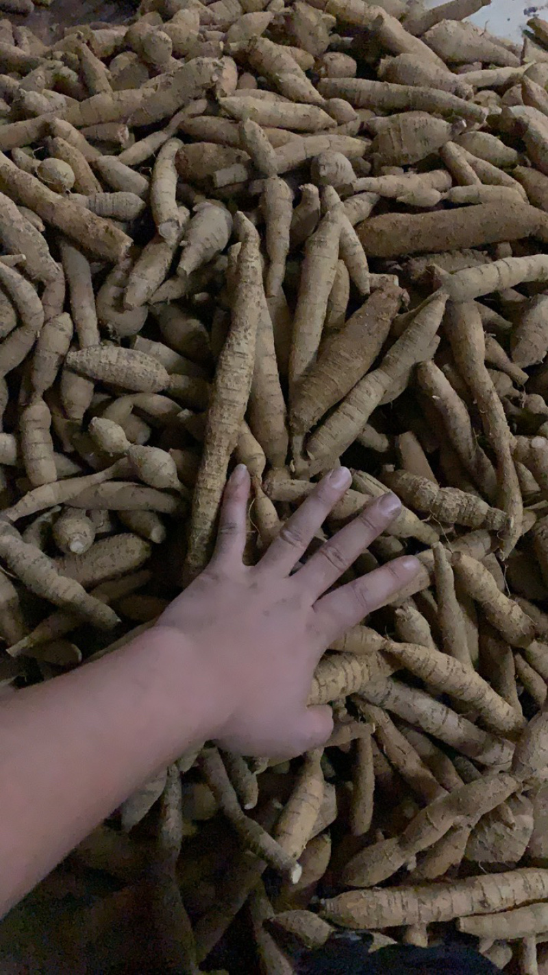圆牛，产地直销新鲜防野生牛大力（圆肥牛）