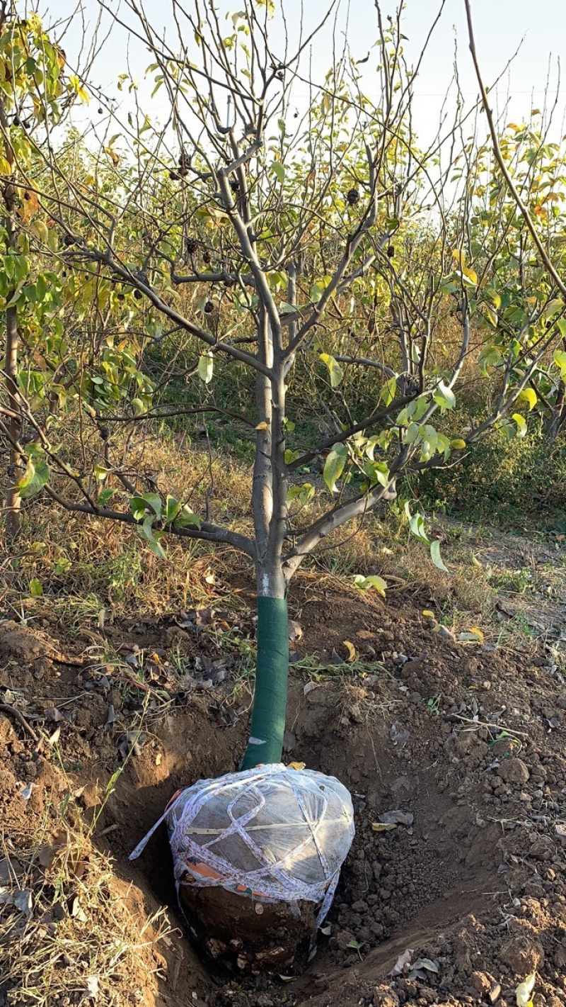 园林采摘基地特价处理梨树