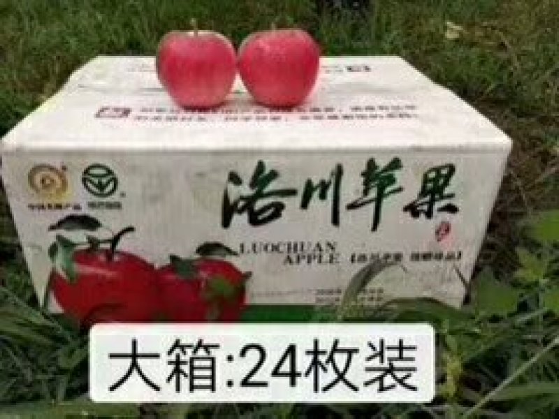 [荐]延安洛川红富士晚熟纸袋苹果，量大质优好吃不贵
