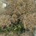广西河池罗城基地大量批发中花吴茱萸扦插苗60公分以上大苗