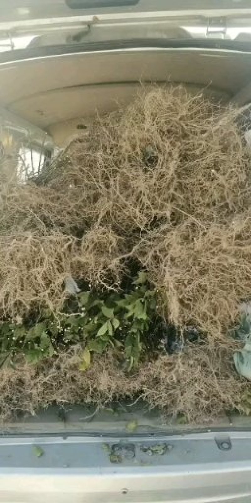 广西河池罗城基地大量批发中花吴茱萸扦插苗60公分以上大苗