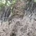 广西河池罗城基地大量批发中花吴茱萸扦插苗60公分以上大苗