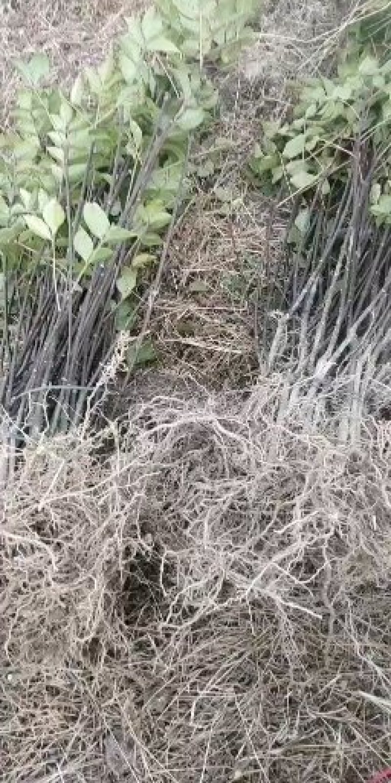 广西河池罗城基地大量批发中花吴茱萸扦插苗60公分以上大苗