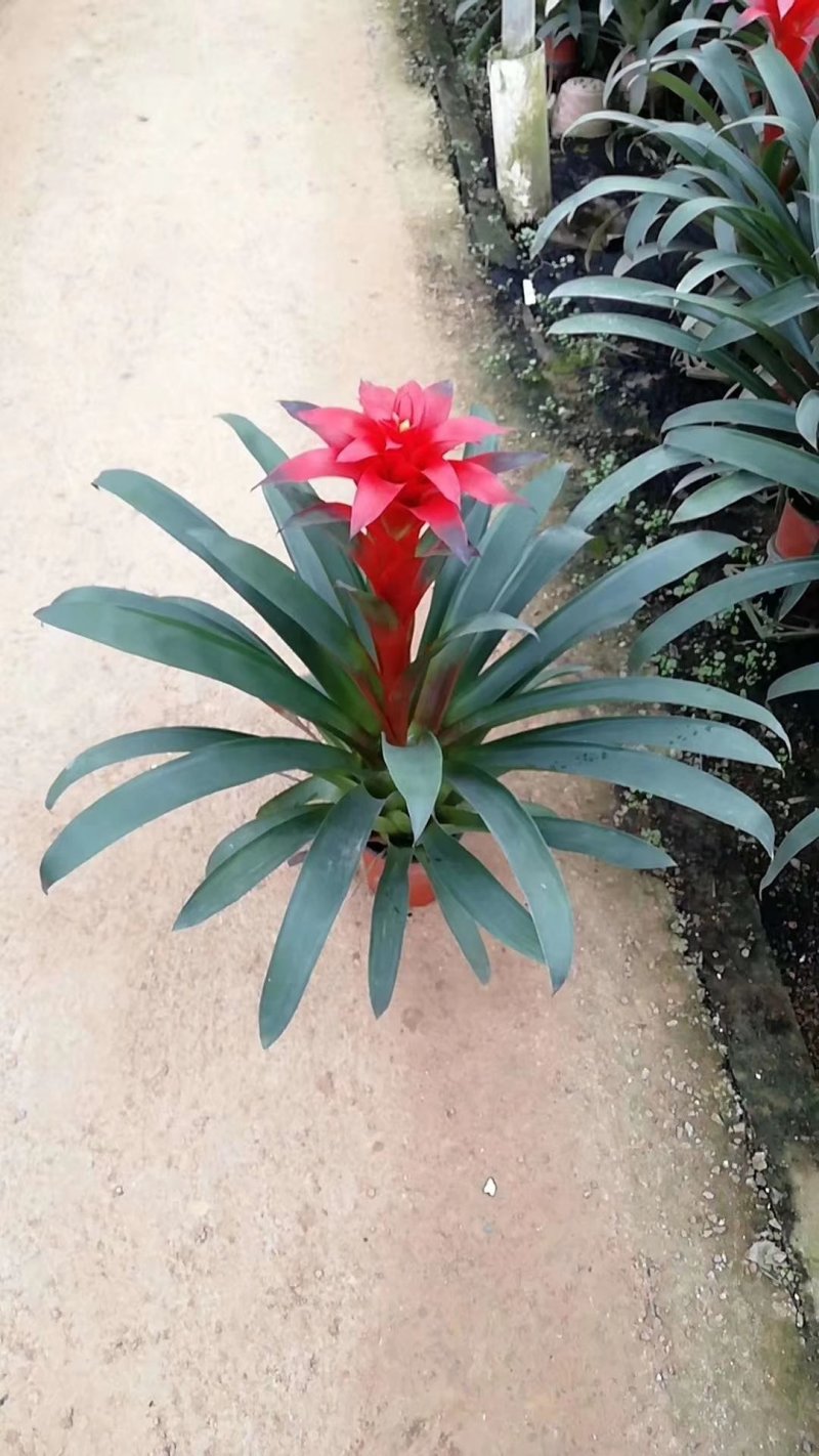 长寿花花色全花苞多花期长好管理质量保证发货及时价格合理