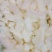 鲜嫩鱿鱼花目鱼花去皮鱿鱼卷新鲜鱿鱼花鲜冻海产品