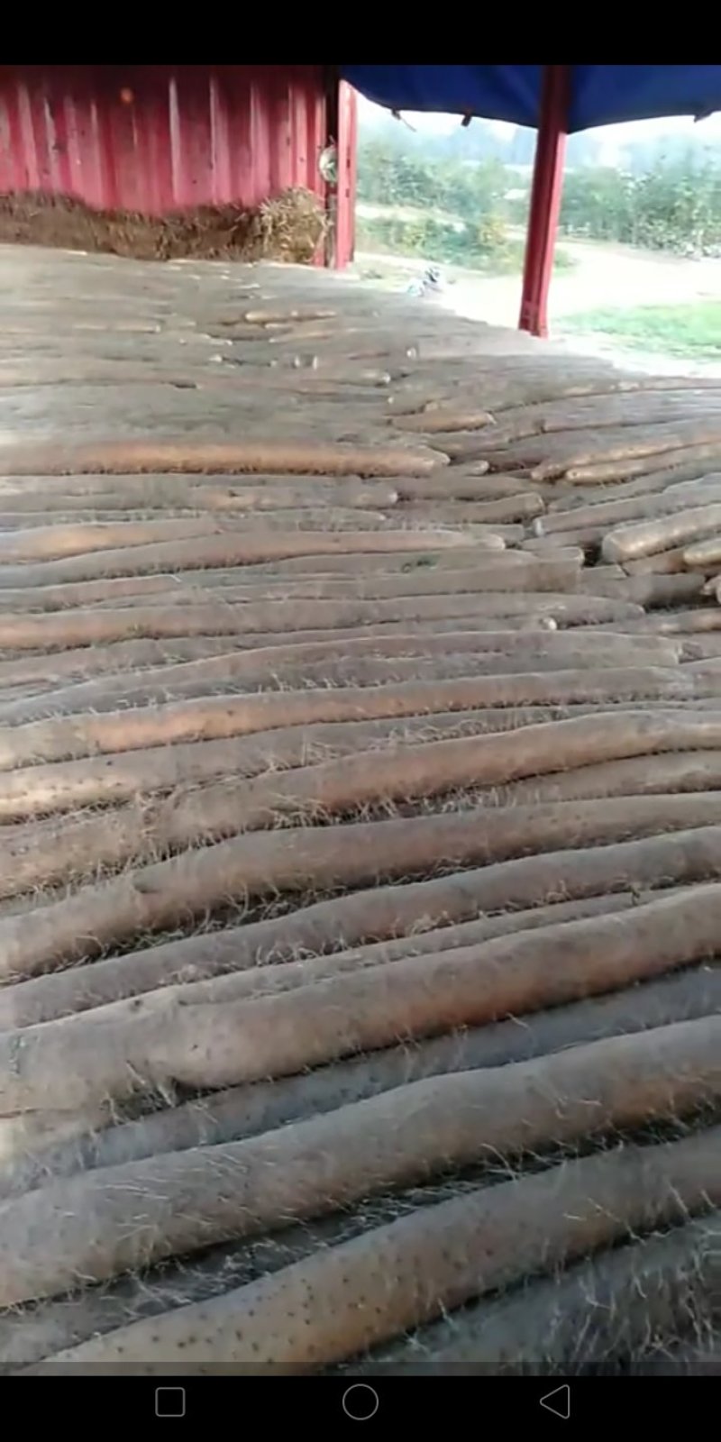 优质山药基地种植，商超直供诚信务实为本
