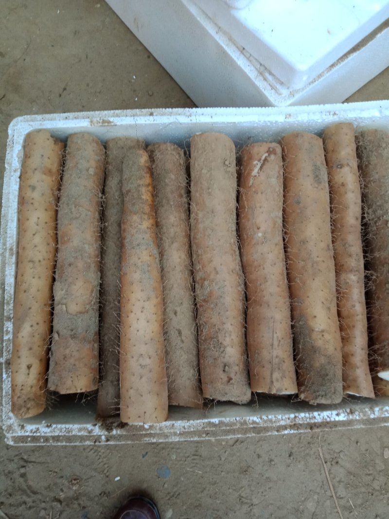 优质山药基地种植，商超直供诚信务实为本