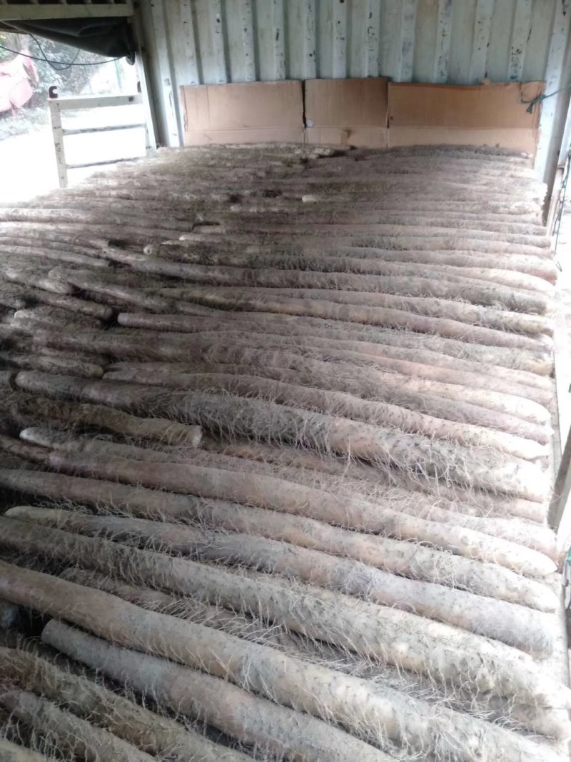 优质山药基地种植，商超直供诚信务实为本