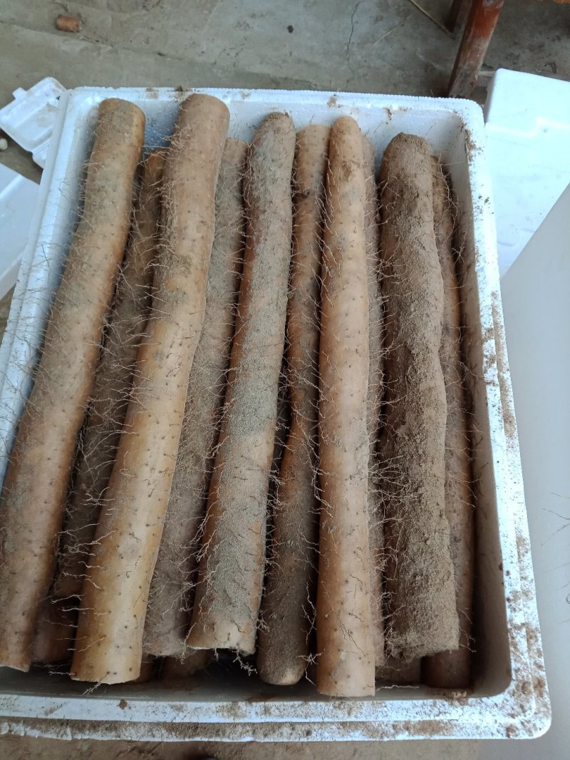 优质山药基地种植，商超直供诚信务实为本