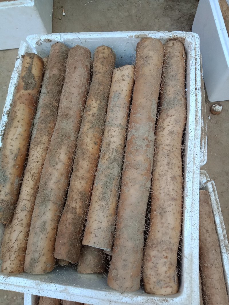 优质山药基地种植，商超直供诚信务实为本