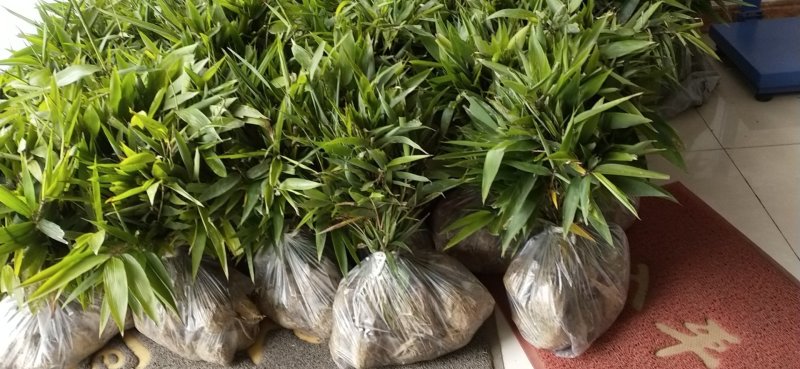 【精品】楠竹苗产地直供种类齐全品质好欢迎合作全国发货