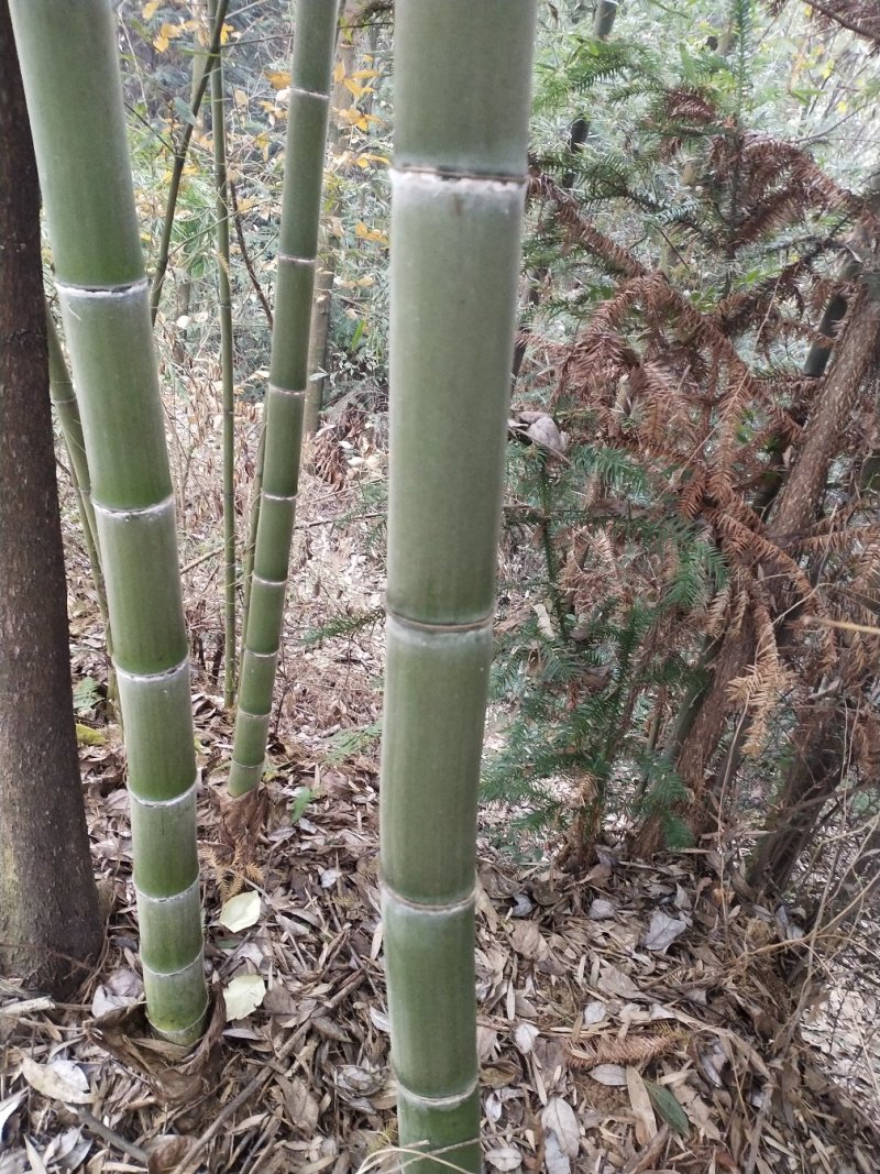 【精品】楠竹苗产地直供种类齐全品质好欢迎合作全国发货