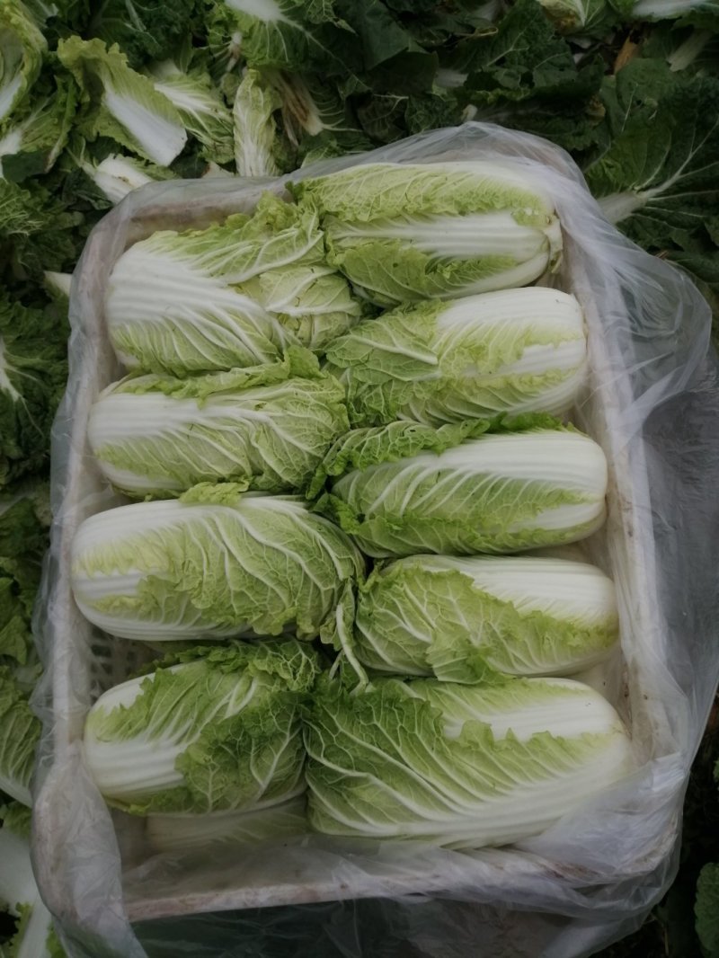 大量供应精品娃娃菜，黄心娃娃菜