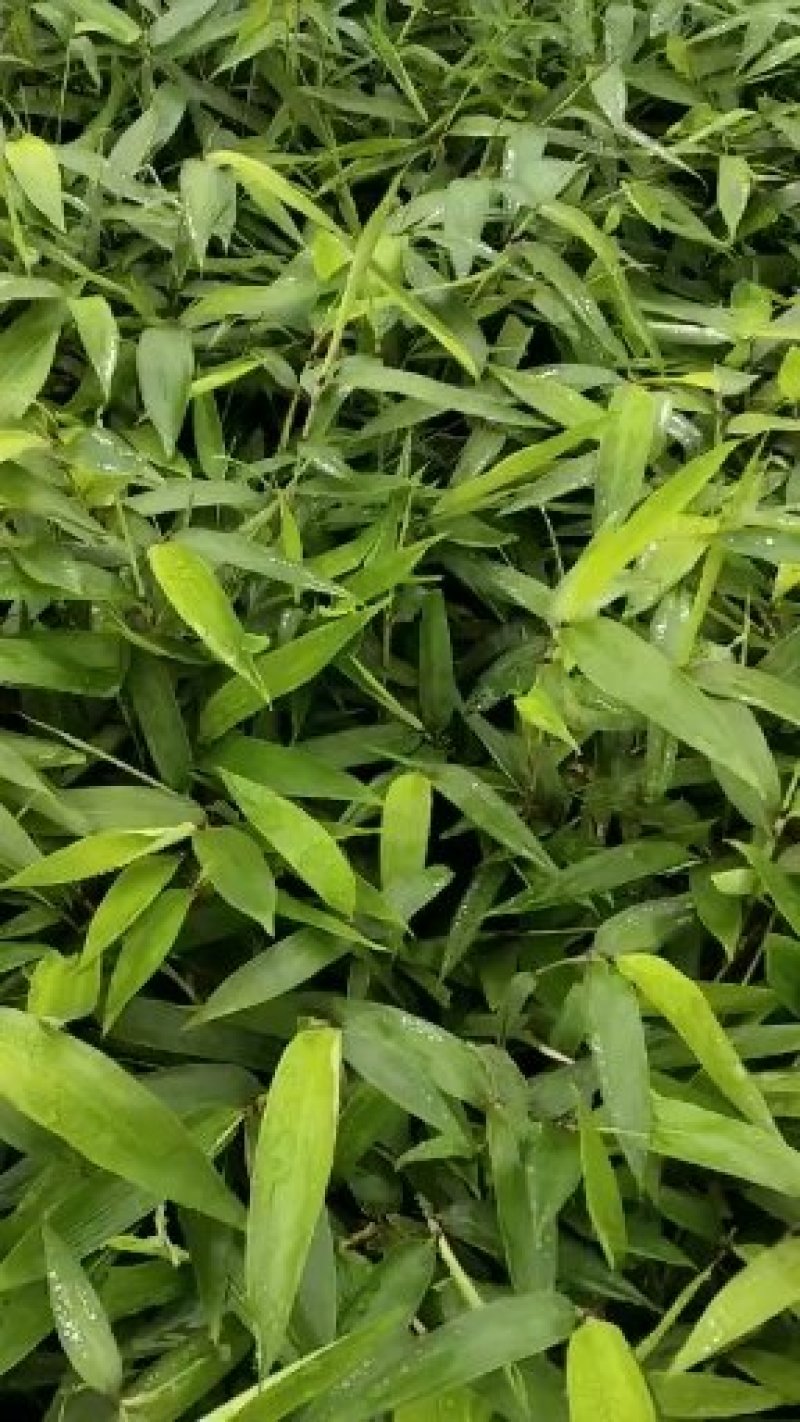 楠竹苗楠竹杯苗，一手种植户量大价优全国发货欢迎合作