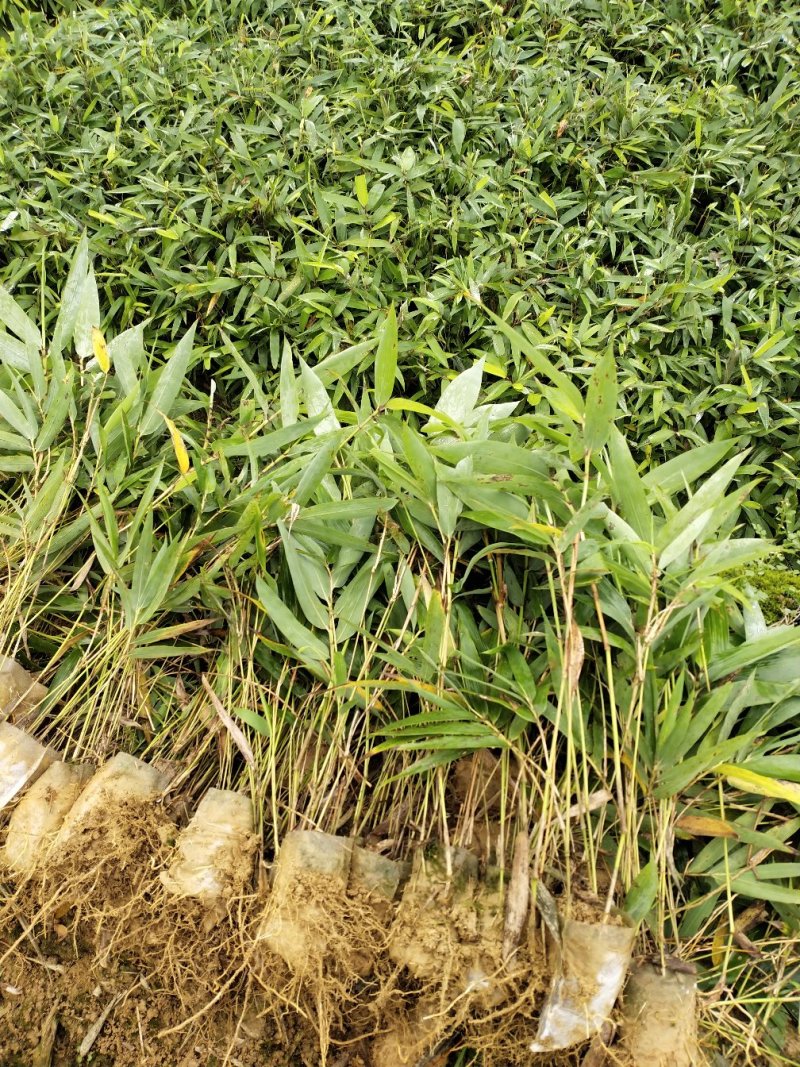 楠竹苗楠竹杯苗，一手种植户量大价优全国发货欢迎合作