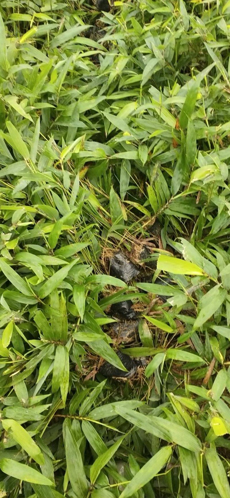 楠竹苗楠竹杯苗，一手种植户量大价优全国发货欢迎合作