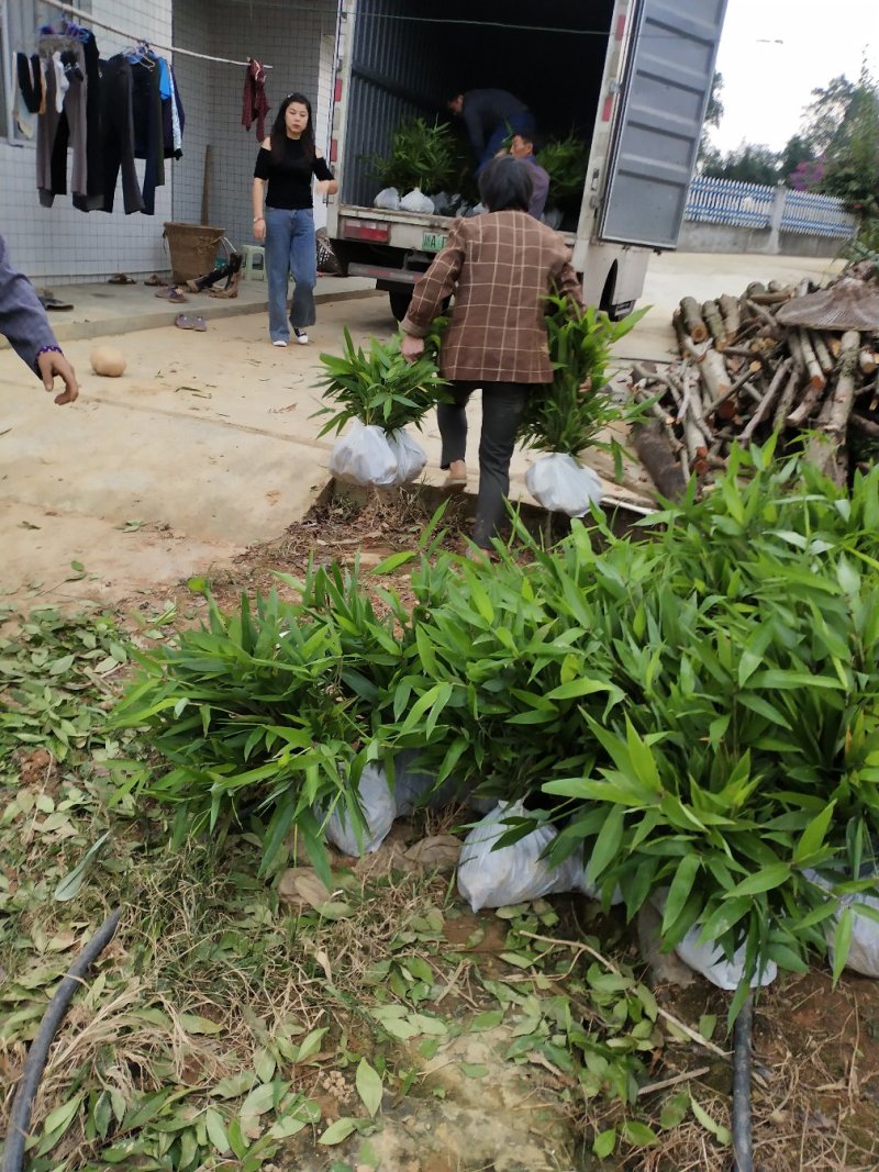楠竹苗楠竹杯苗，一手种植户量大价优全国发货欢迎合作