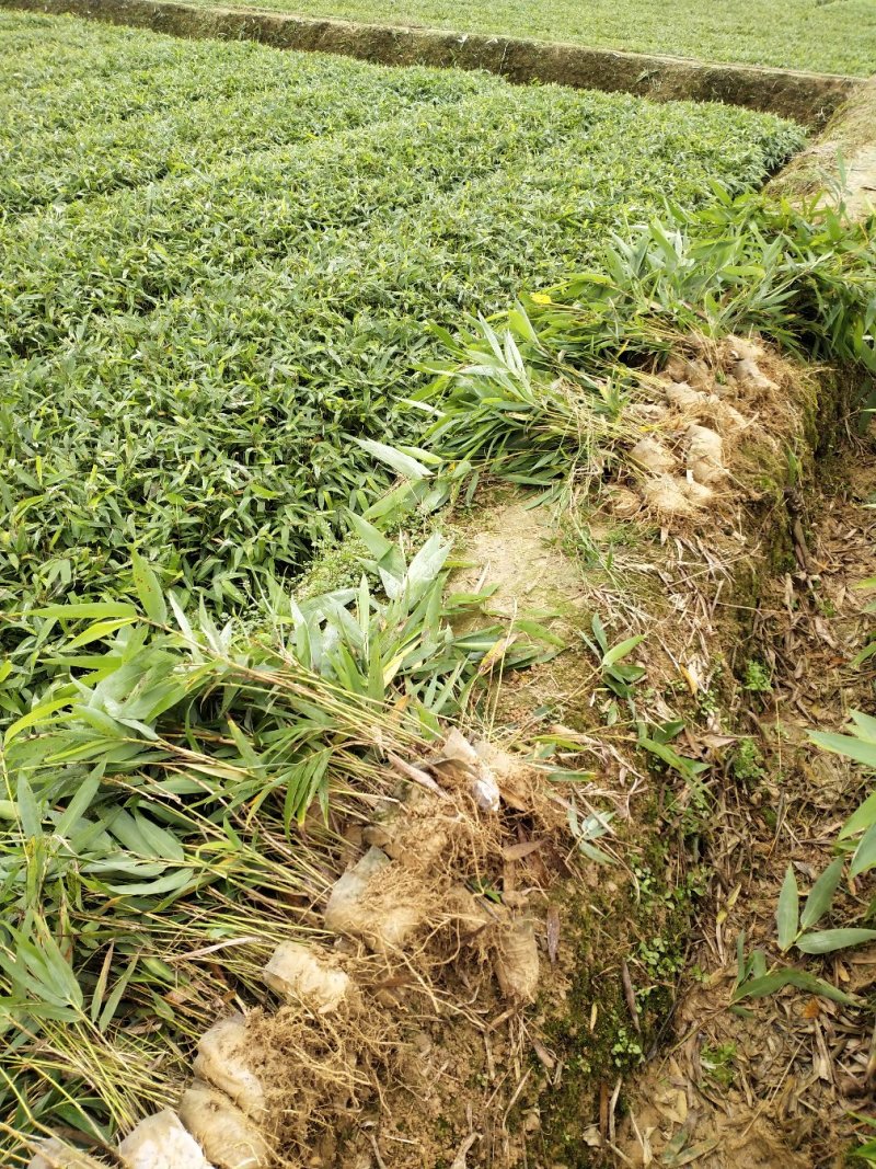 楠竹苗楠竹杯苗，一手种植户量大价优全国发货欢迎合作