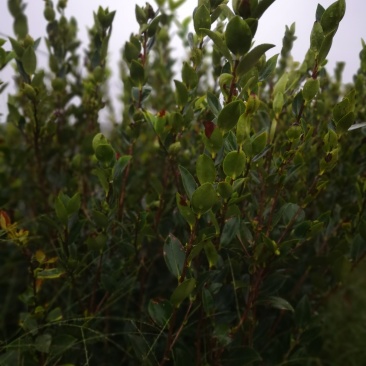 湖南油茶嫁接苗，有一年二年三年生茶苗基地直供，