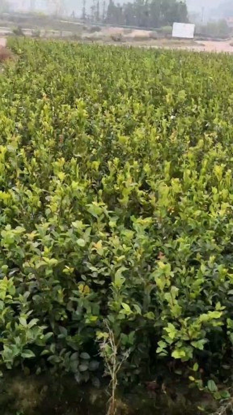 湖南油茶嫁接苗，有一年二年三年生茶苗基地直供，