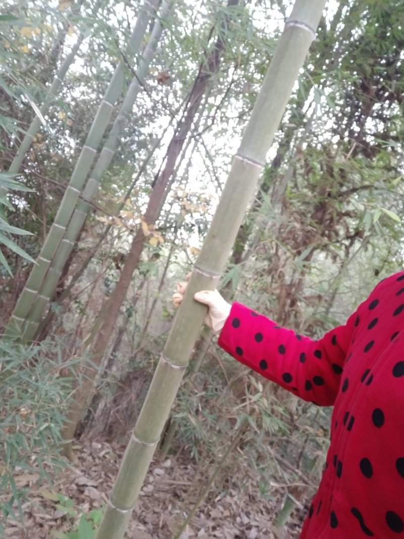 毛竹苗楠竹苗产地直供优质毛竹各种规格都有量大价优