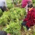 毛竹苗楠竹苗产地直供优质毛竹各种规格都有量大价优