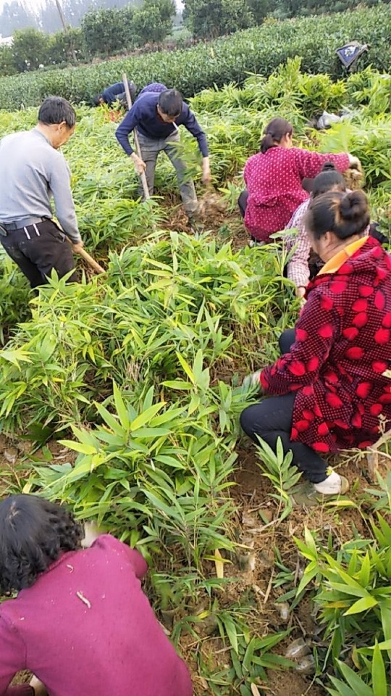 毛竹苗楠竹苗产地直供优质毛竹各种规格都有量大价优