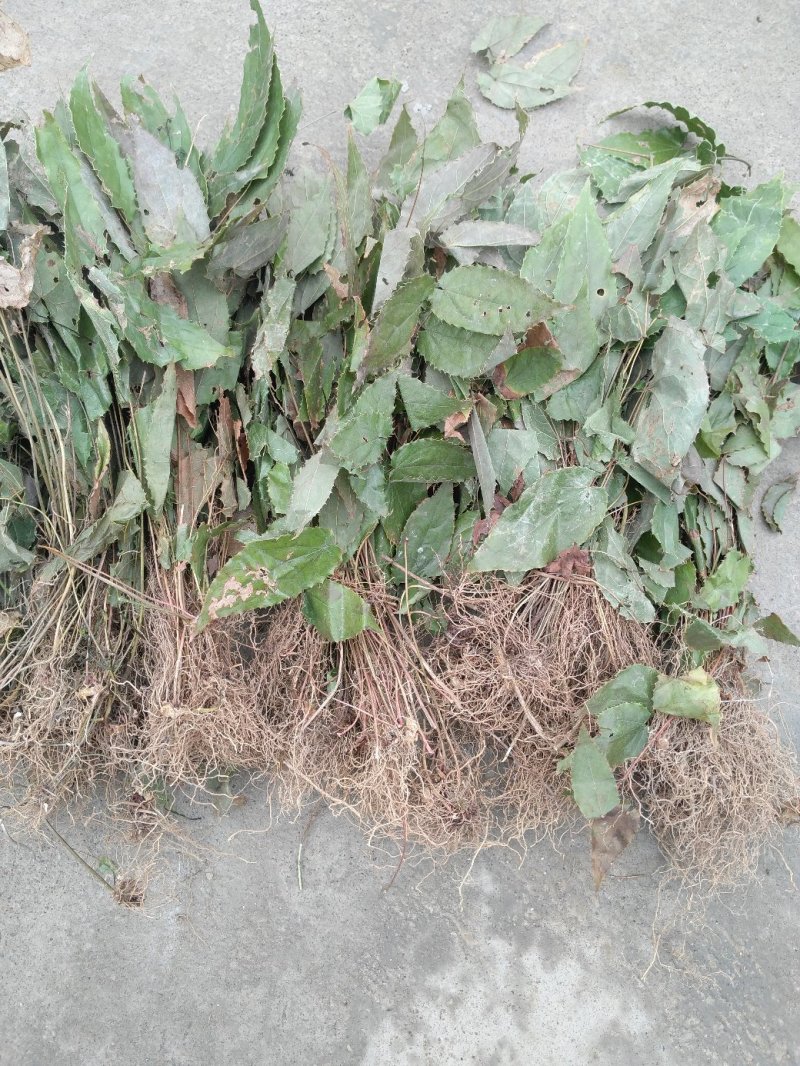 淫羊藿仙灵脾，野生带绒毛药典含量，色泽青绿，产地货源