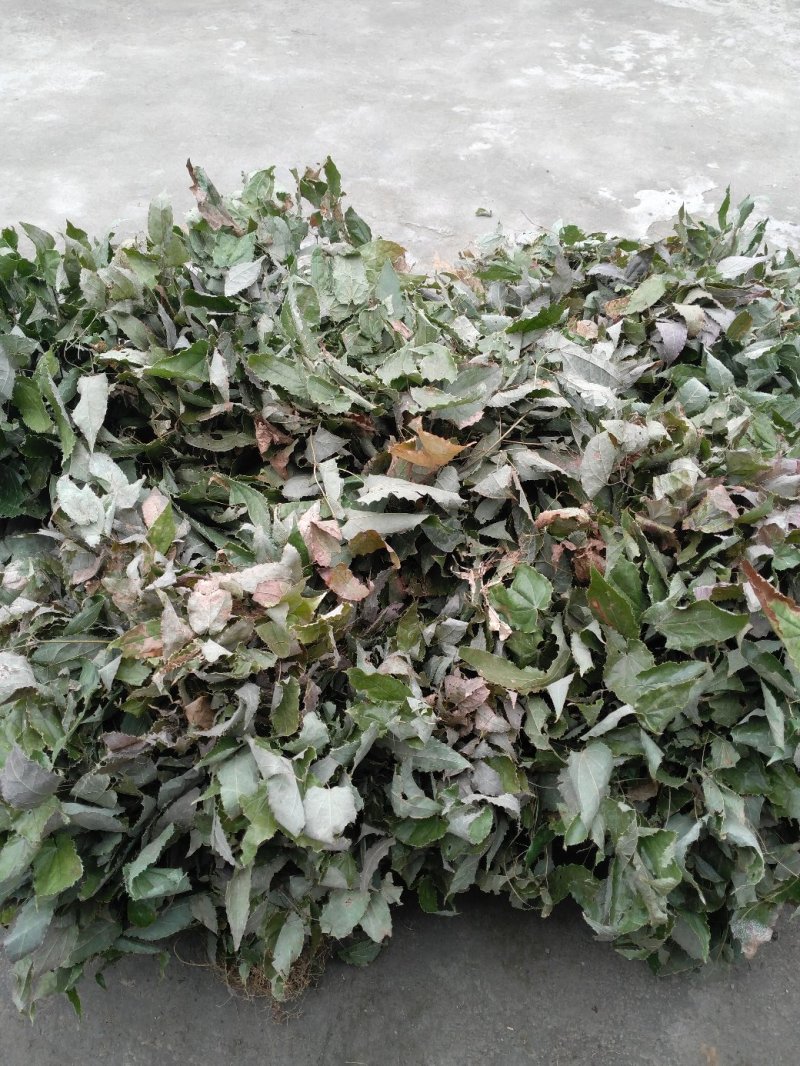 淫羊藿仙灵脾，野生带绒毛药典含量，色泽青绿，产地货源
