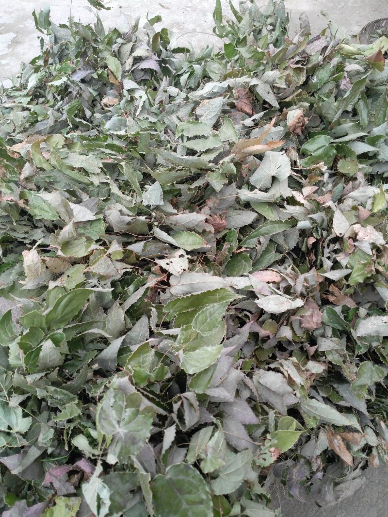 淫羊藿仙灵脾，野生带绒毛药典含量，色泽青绿，产地货源