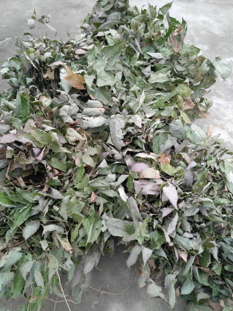 淫羊藿仙灵脾，野生带绒毛药典含量，色泽青绿，产地货源
