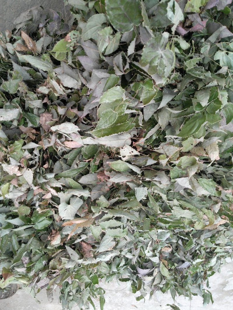 淫羊藿仙灵脾，野生带绒毛药典含量，色泽青绿，产地货源