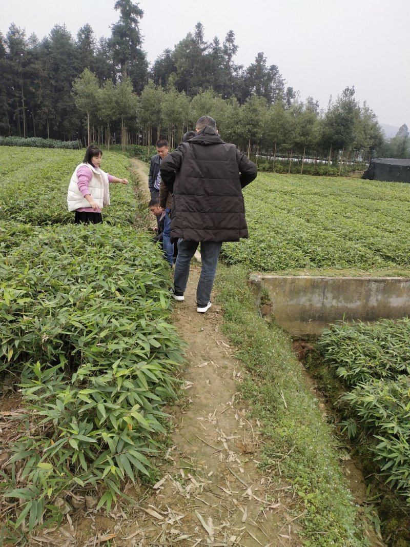 楠竹(毛竹)苗优质竹苗眉山竹苗产地直发货发全国