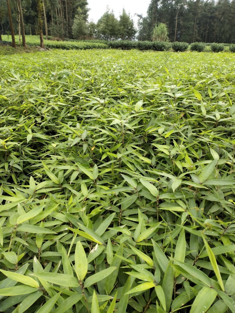 楠竹(毛竹)苗优质竹苗眉山竹苗产地直发货发全国