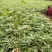 楠竹(毛竹)苗优质竹苗眉山竹苗产地直发货发全国