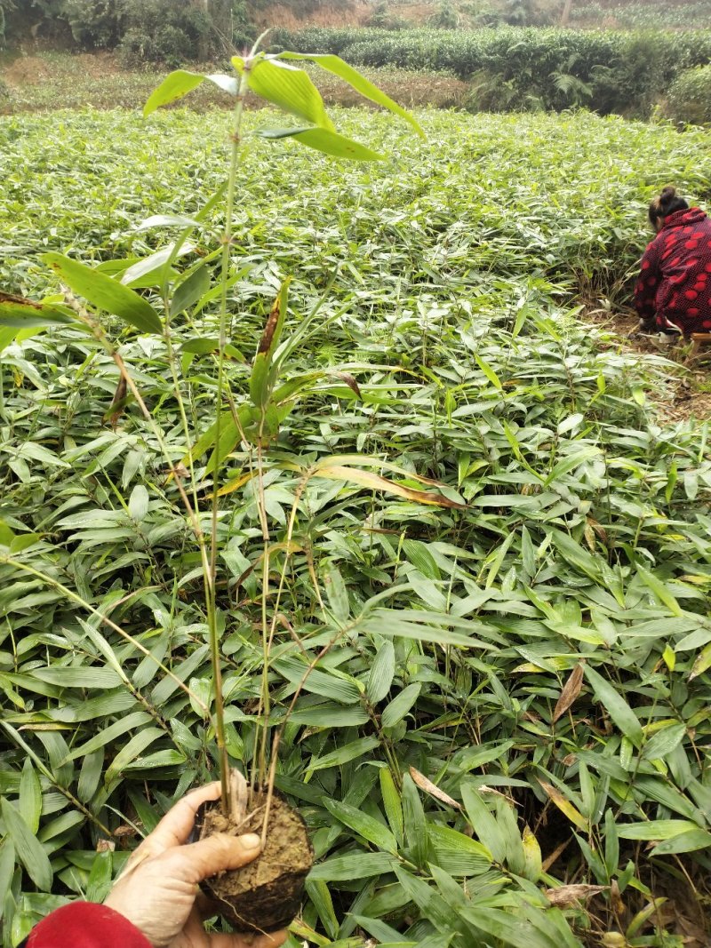 楠竹(毛竹)苗优质竹苗眉山竹苗产地直发货发全国