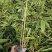 楠竹(毛竹)苗优质竹苗眉山竹苗产地直发货发全国