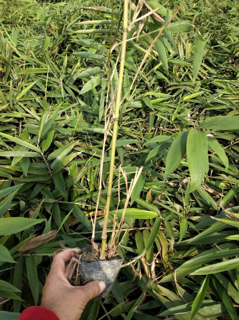 楠竹(毛竹)苗优质竹苗眉山竹苗产地直发货发全国