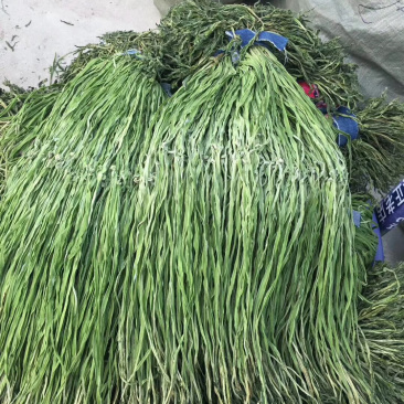 正宗产地直发天然新鲜贡菜